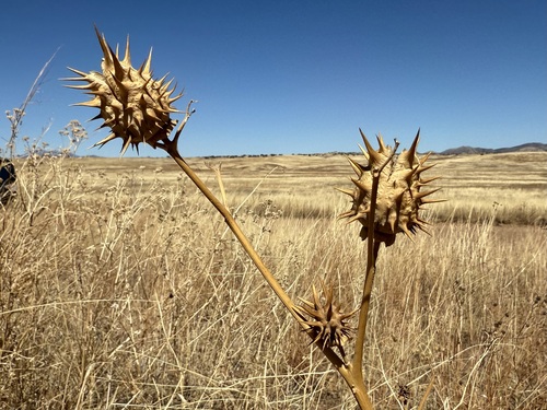 Image of Datura quercifolia by (c) Sue Carnahan, some rights reserved (CC BY)