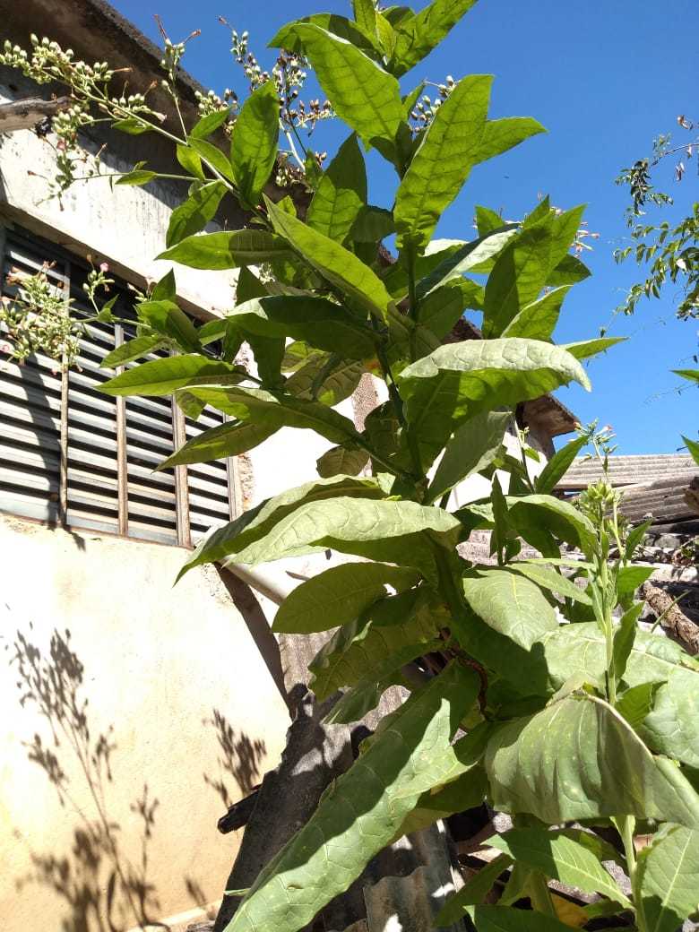 Nicotiana tabacum