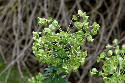 Euphorbia thompsonii