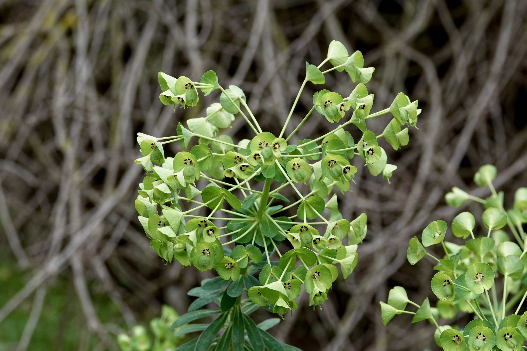 Euphorbia thompsonii