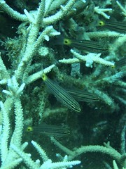 Cheilodipterus artus