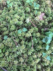 Sphagnum magellanicum