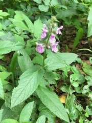 Stachys palustris