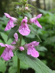 Stachys palustris