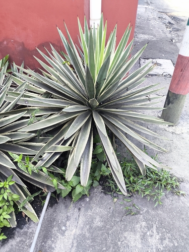 Foto de Piteira