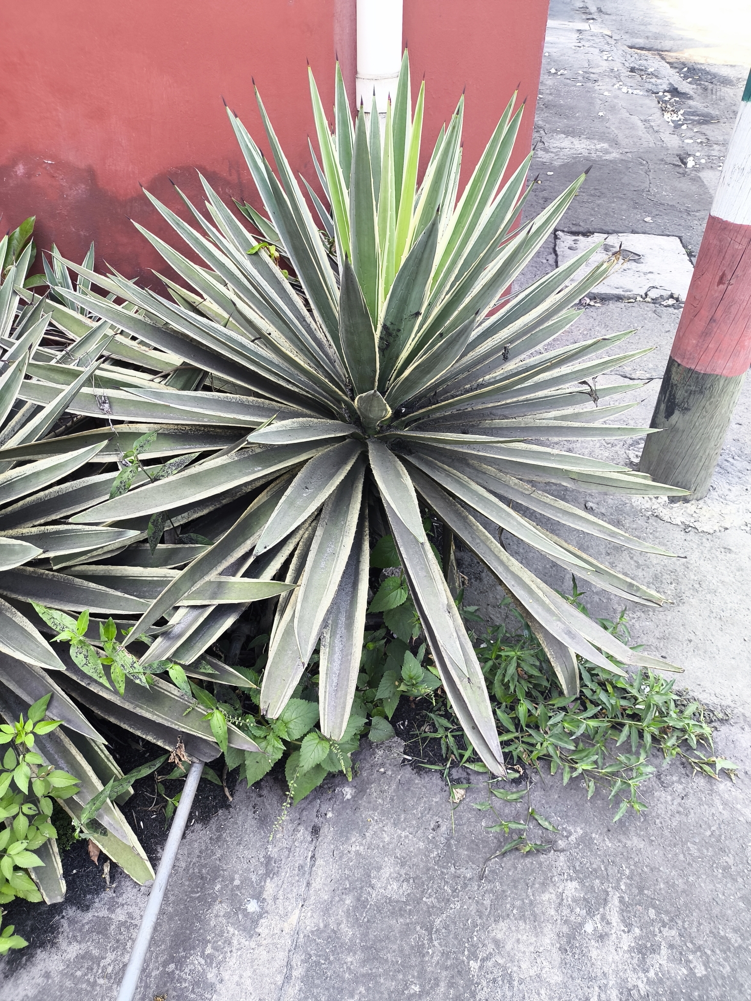 Imagem de Piteira