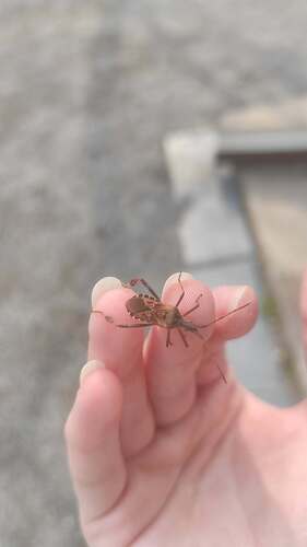 Western Conifer Seed Bug