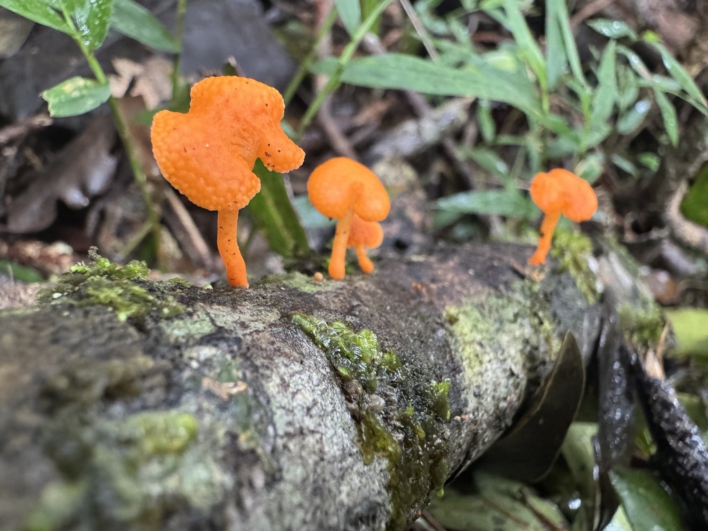 Favolaschia claudopus · March 2025 · photo: © calebcatto (iNaturalist, cc-by)