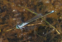 Ischnura pruinescens