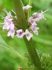 Mentha arvensis