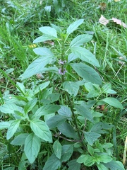 Mentha arvensis