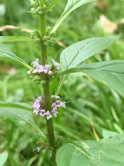 Mentha arvensis
