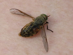 Tabanus nigrovittatus