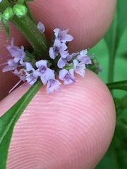 Mentha arvensis