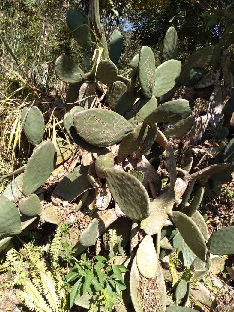 Opuntia ficus-indica