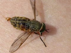 Tabanus nigrovittatus