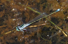 Ischnura pruinescens