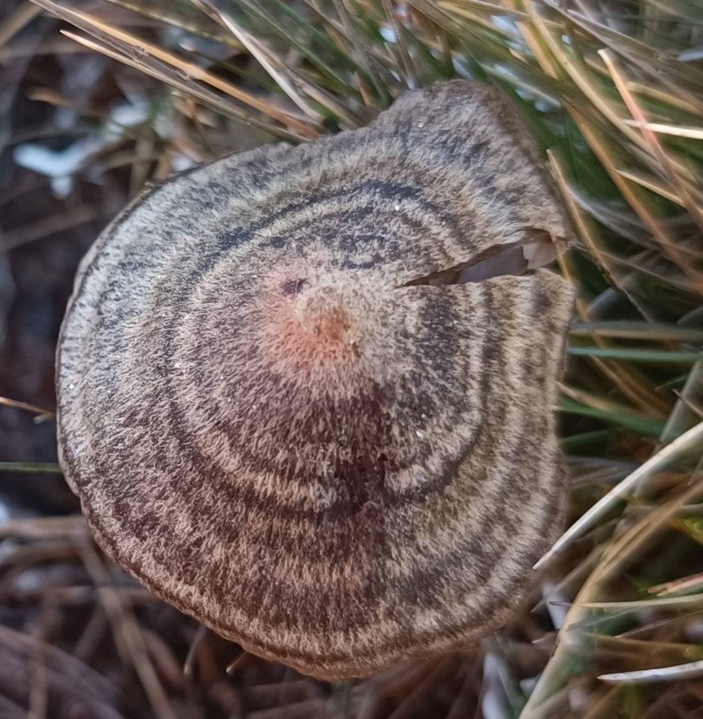 Entoloma perzonatum · March 2025 · photo: © jonas75444 (iNaturalist, cc-by)