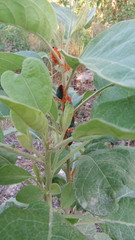 Edessa rufomarginata