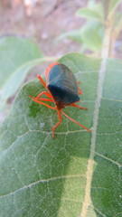 Edessa rufomarginata