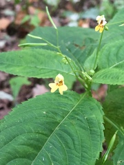 Impatiens parviflora