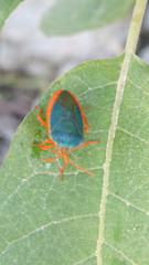 Edessa rufomarginata