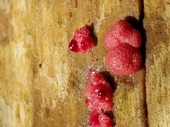 Lycogala exiguum