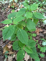 Impatiens parviflora