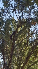 Sciurus vulgaris