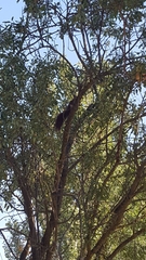 Sciurus vulgaris
