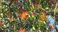 Psittacanthus schiedeanus