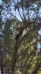 Sciurus vulgaris