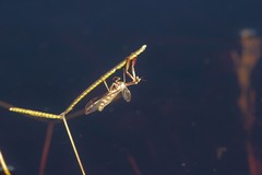 Paramantispa prolixa