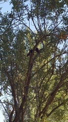 Sciurus vulgaris
