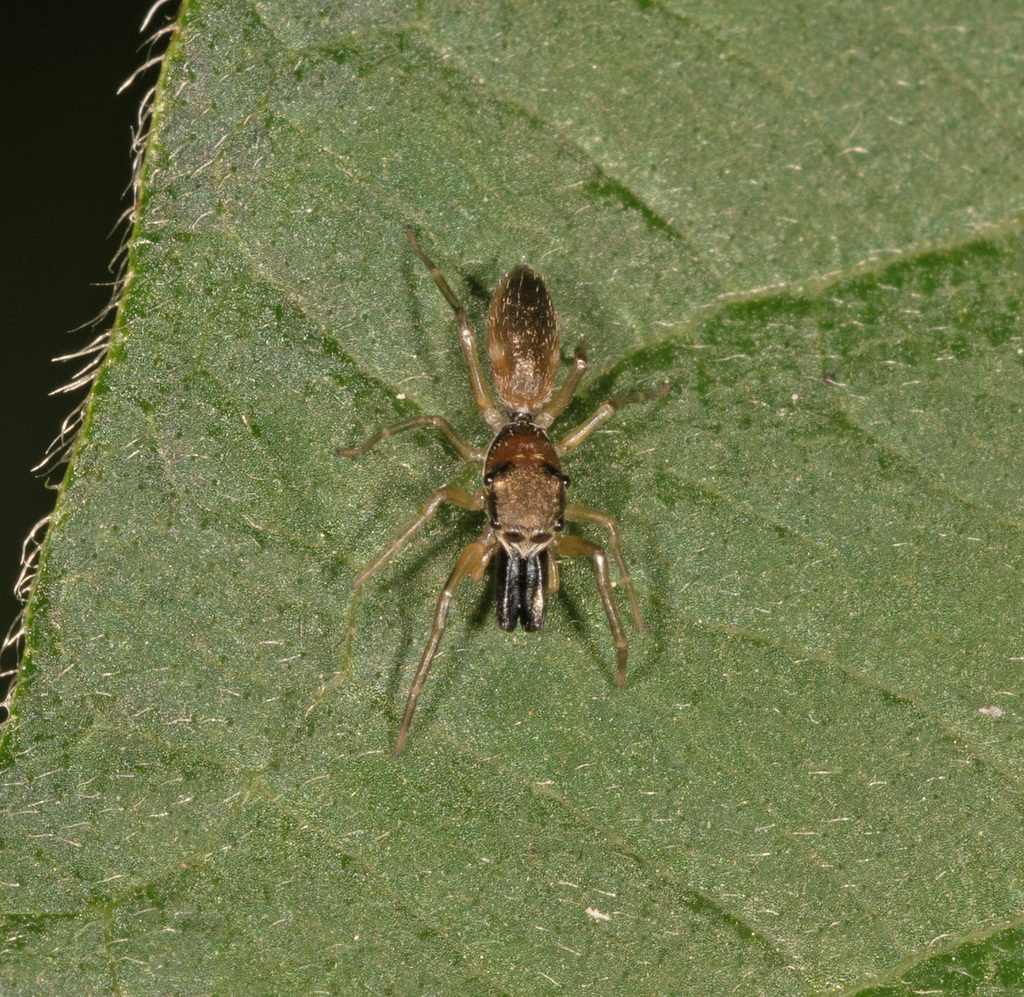 Myrmage imbellis
