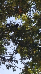 Sciurus vulgaris