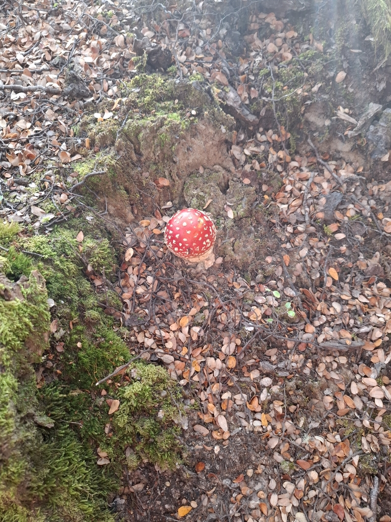 Amanita muscaria · March 2025 · photo: © armillariabianca (iNaturalist, cc0)