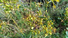 Ferulago galbanifera