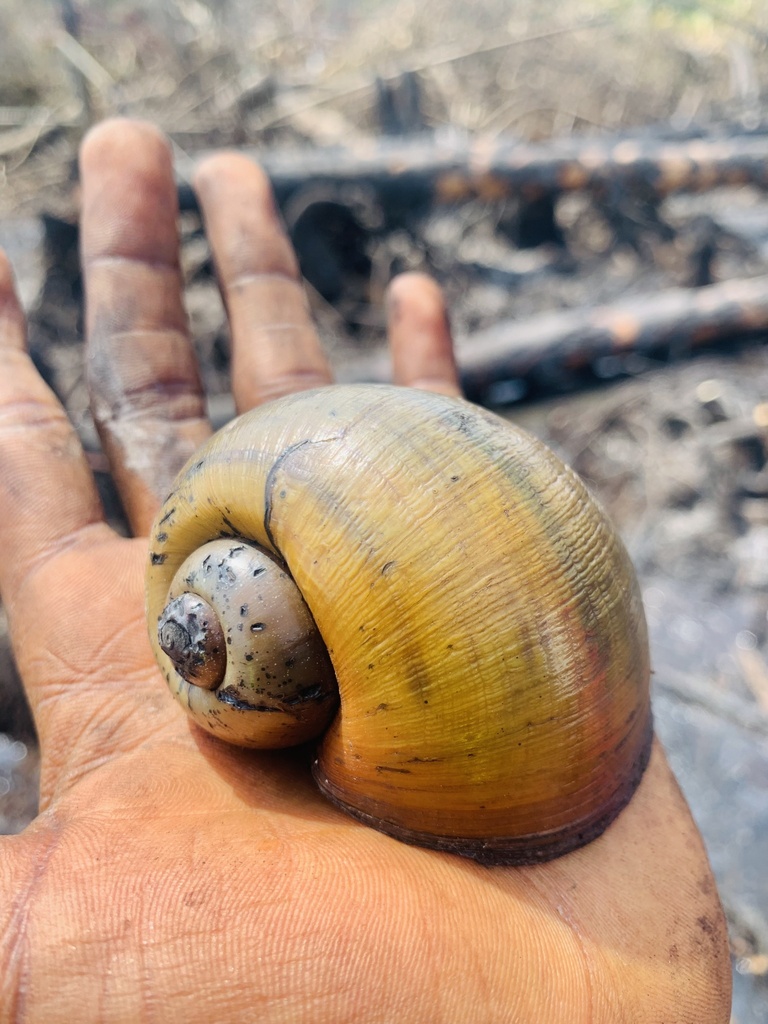 Pila africana