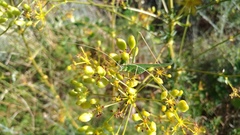 Ferulago galbanifera