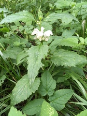 Lamium album