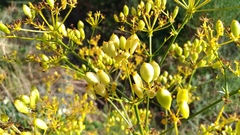 Ferulago galbanifera