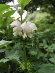 Lamium album