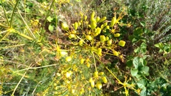 Ferulago galbanifera