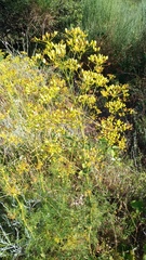 Ferulago galbanifera