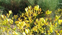 Ferulago galbanifera