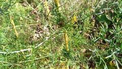 Ferulago galbanifera