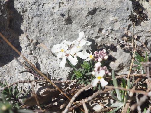 Image of Iberis saxatilis by (c) Augustin Soulard, some rights reserved (CC BY)