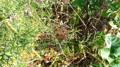 Ferulago galbanifera