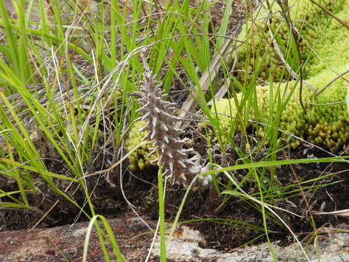 Ceropegia dimorpha